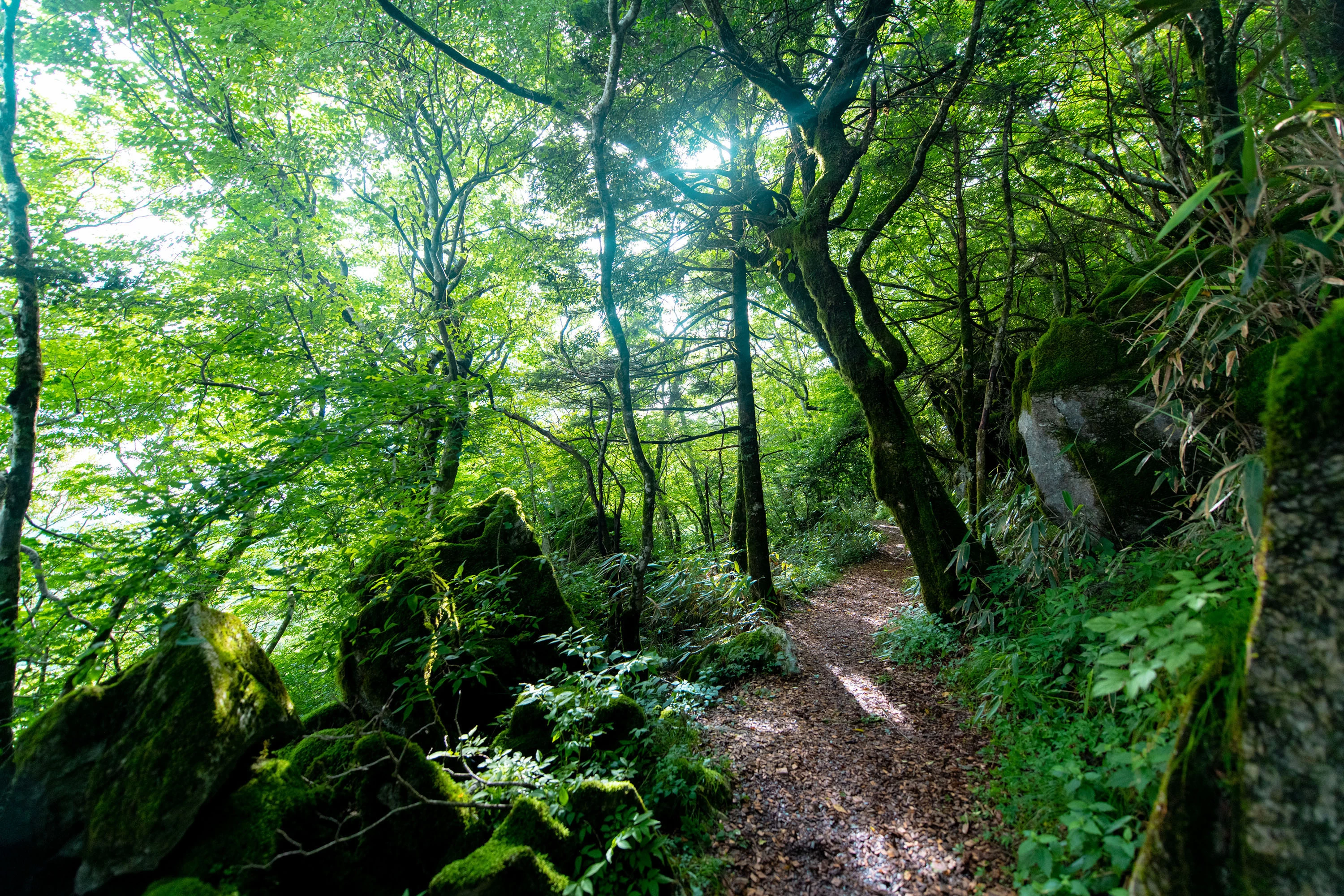 遊歩道にはヒノキのチップが敷き詰められ、足腰への負担を軽減