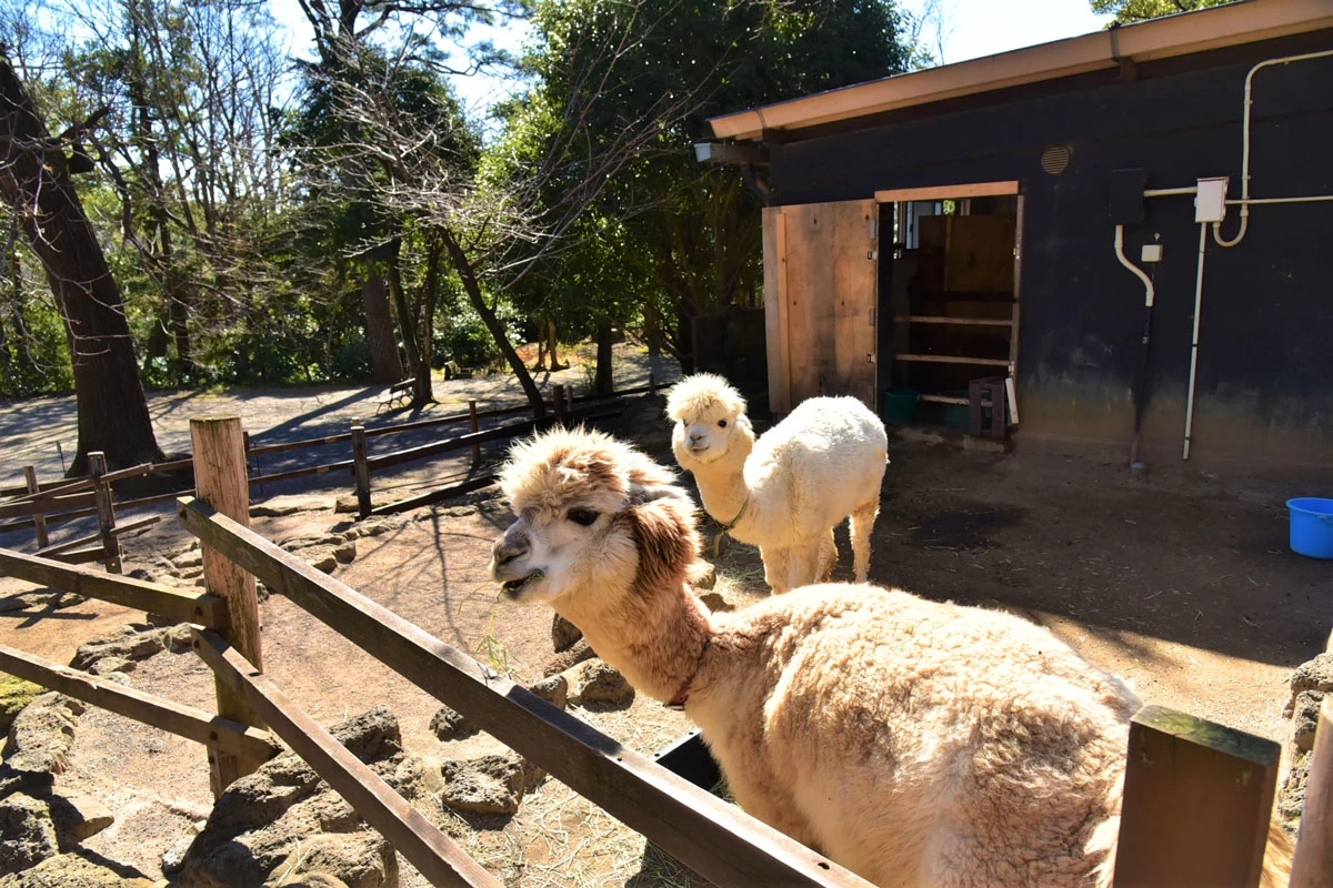どうぶつ広場にはアルパカの姿も