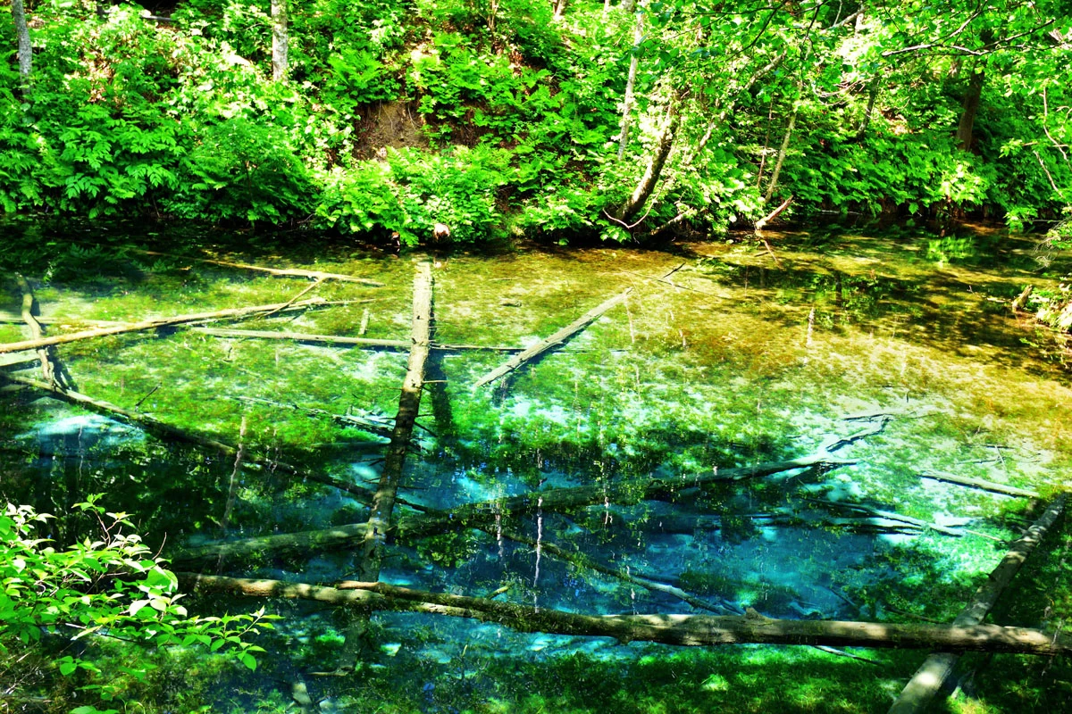森の中にひっそりとある池