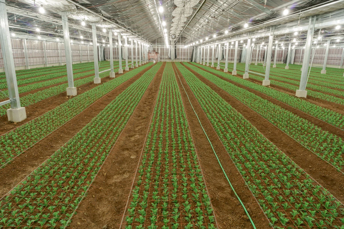 苗床から畑に植え替える定植後の温室内