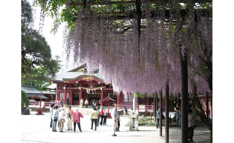 笠間稲荷神社の藤
