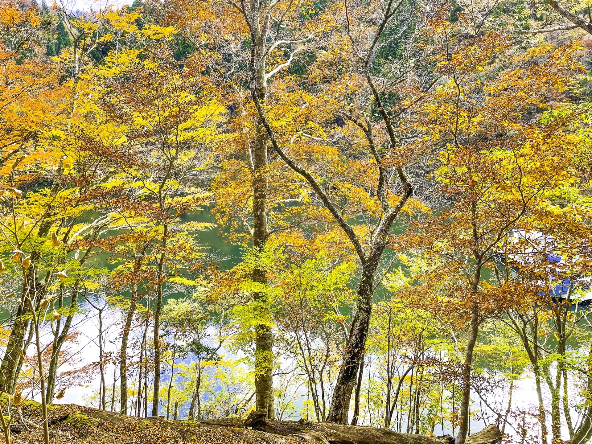 紅葉に彩られる芦津渓
