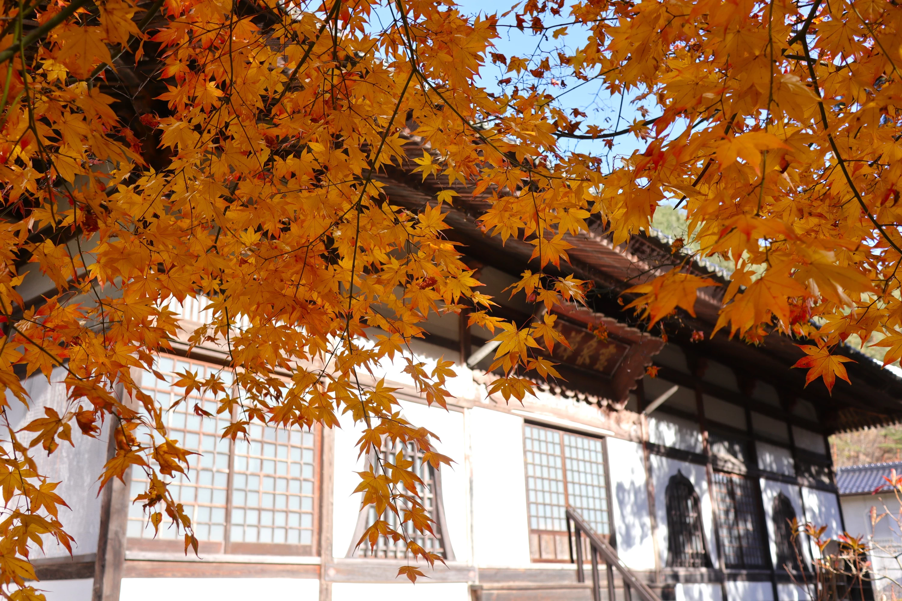 秋の「霊泉寺」