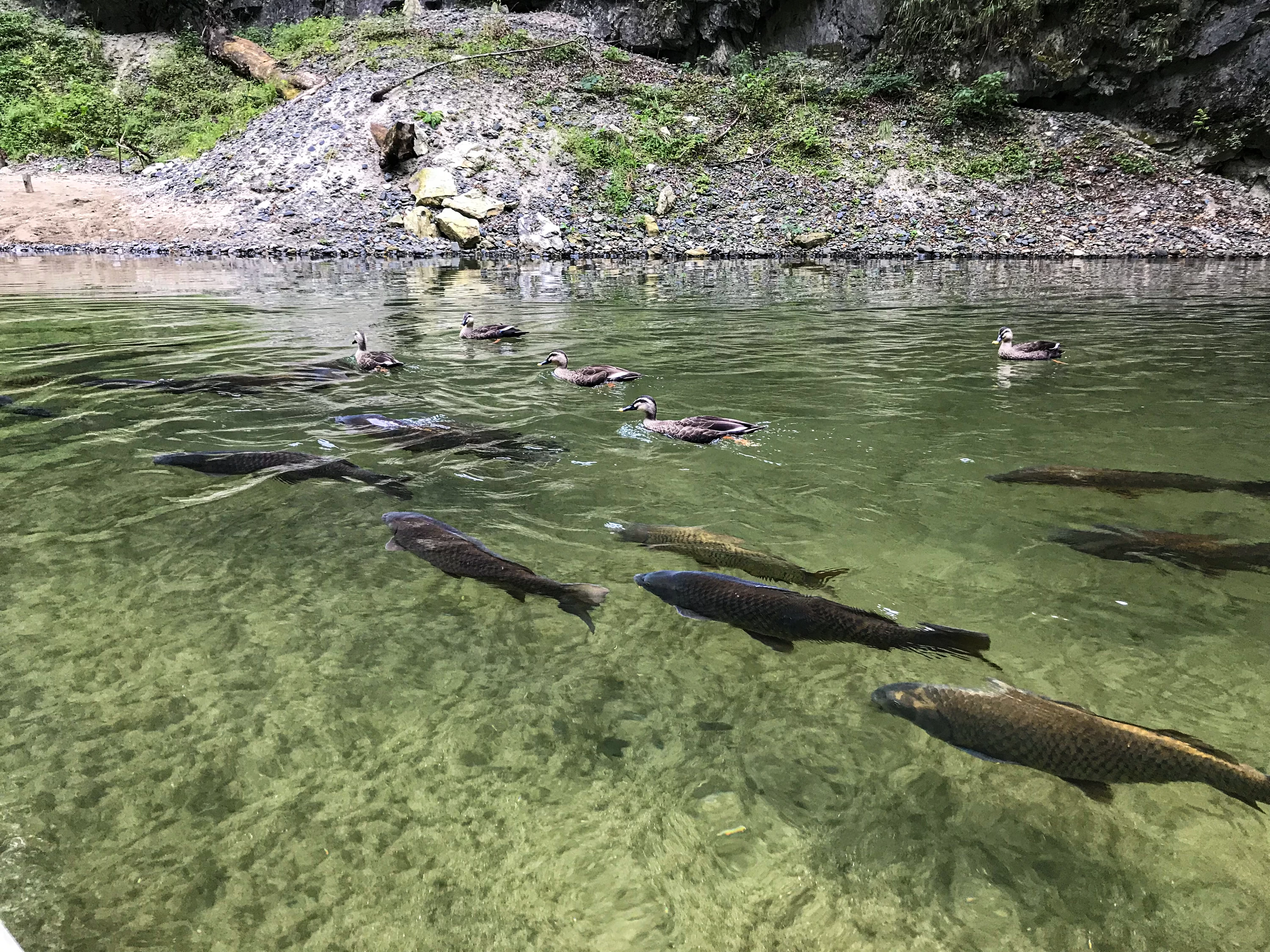 たくさんの鯉と水鳥が舟を追いかけてくる
