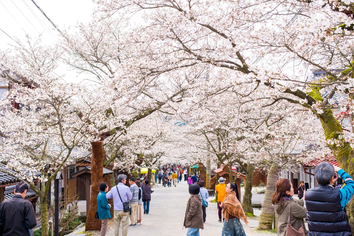桜の時期には多くの観光客が