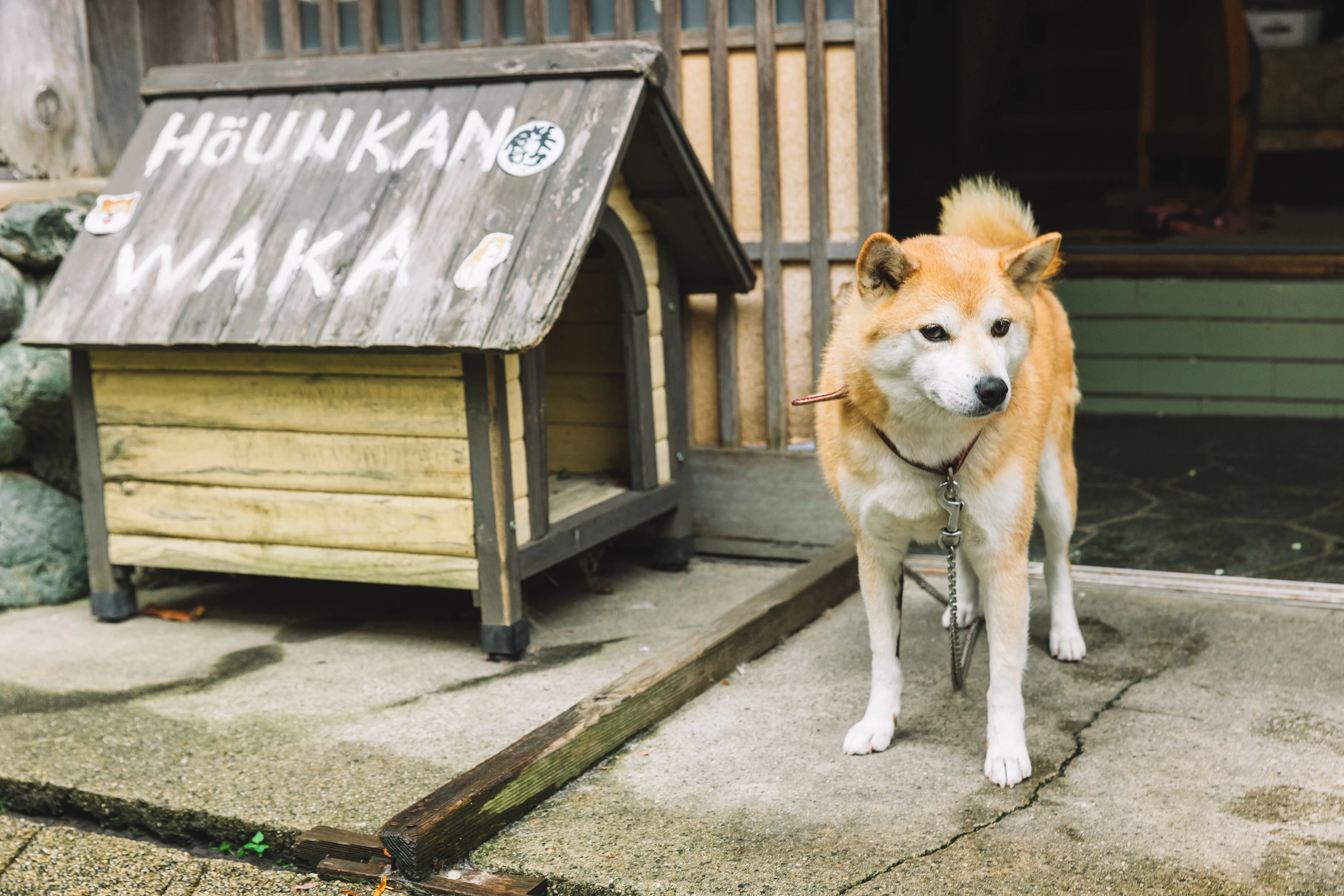 人懐っこい看板犬のWAKAがお出迎え