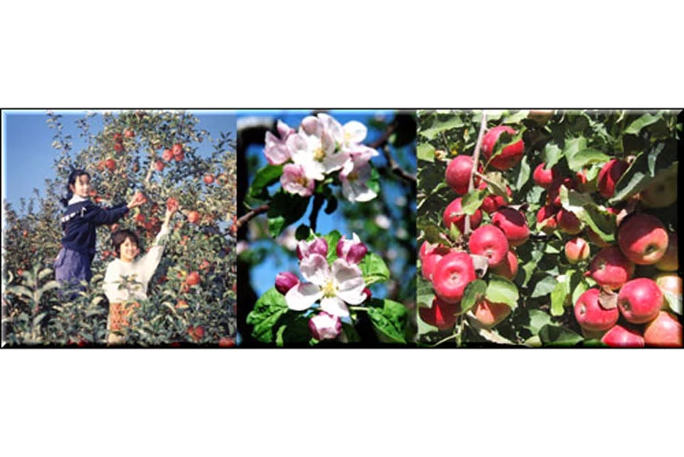 豊かに実ったりんごを収穫体験