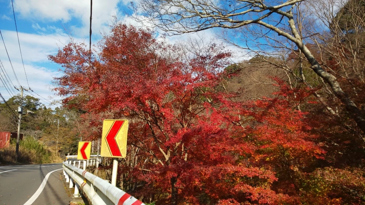 「もみじロード」山中地区の紅葉