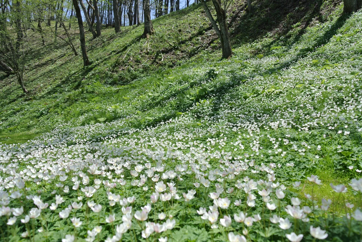 春には白く可憐な花を咲かせる二輪草も