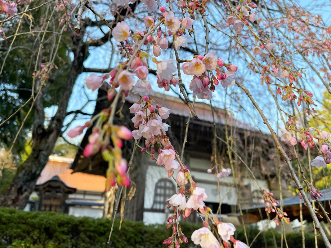 桜の季節の様子