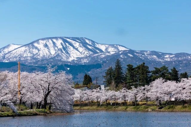 妙高山と桜