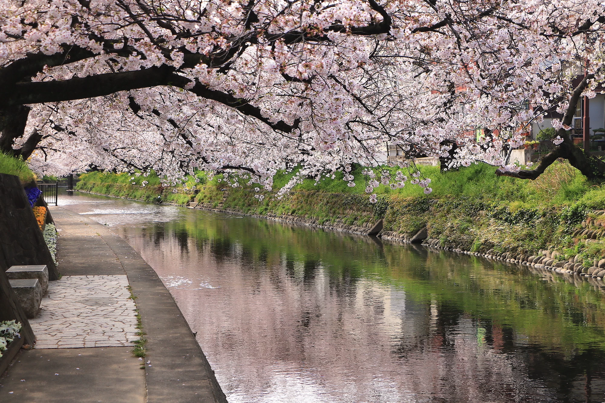 桜が水面に映り込む絶景
