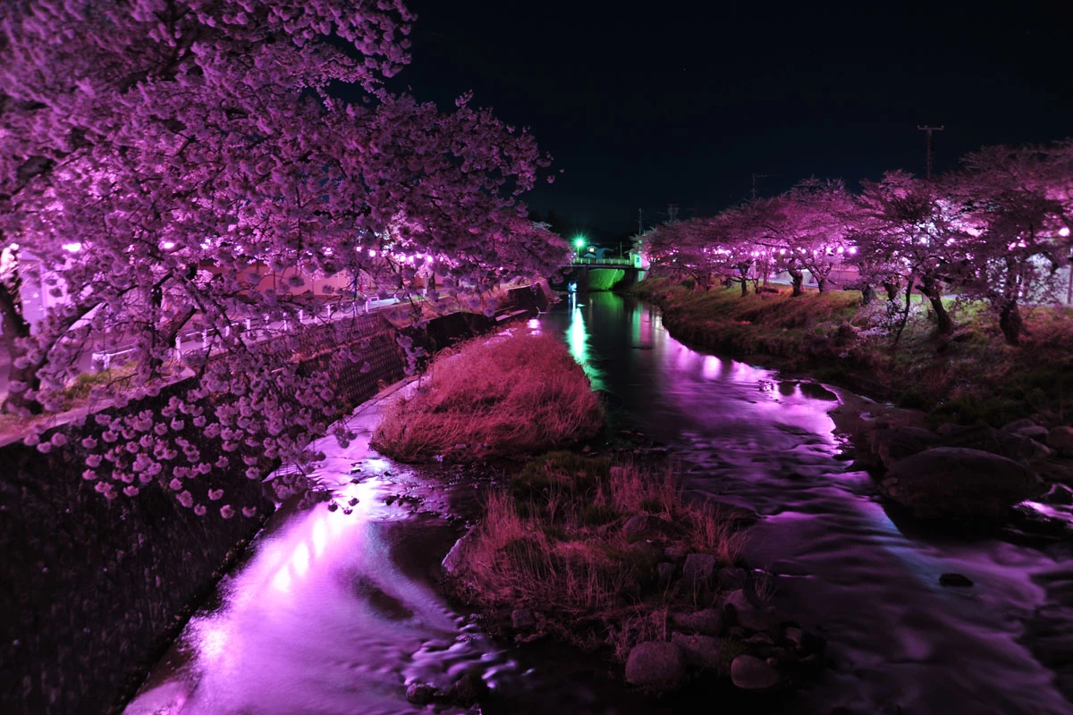 大滝根川の夜桜　（撮影者：佐久間一男）