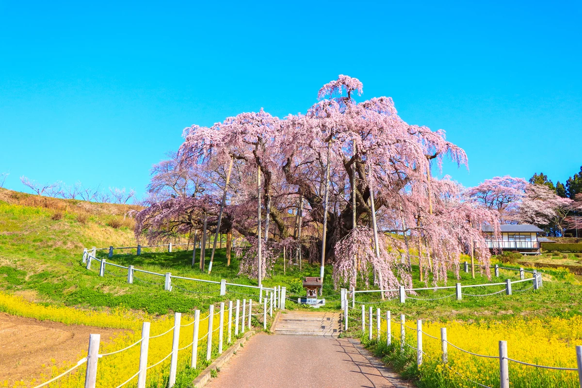 三春滝桜①