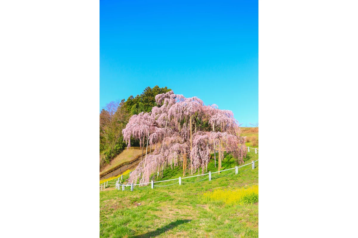 三春滝桜②