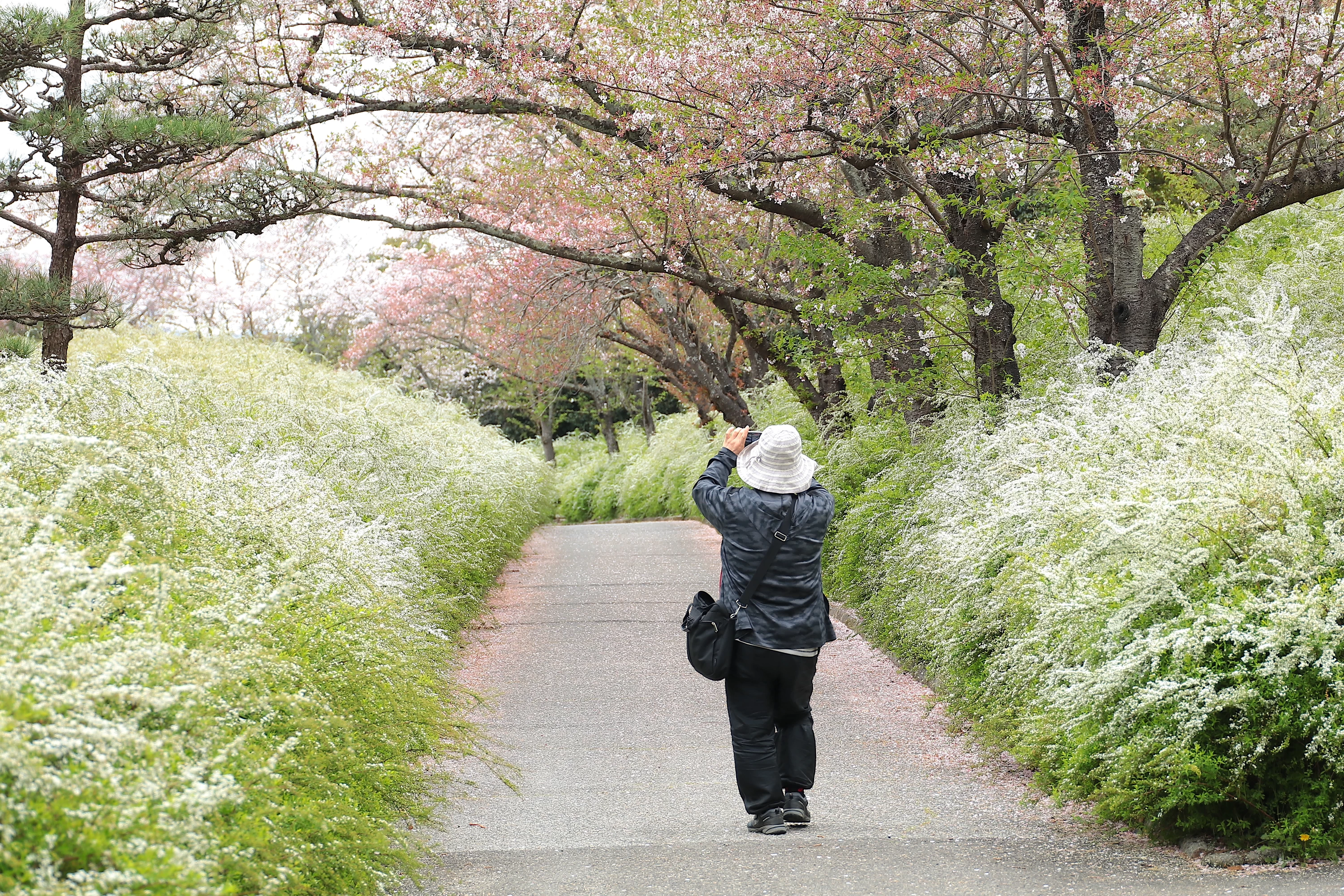美しいユキヤナギ＆桜の回廊