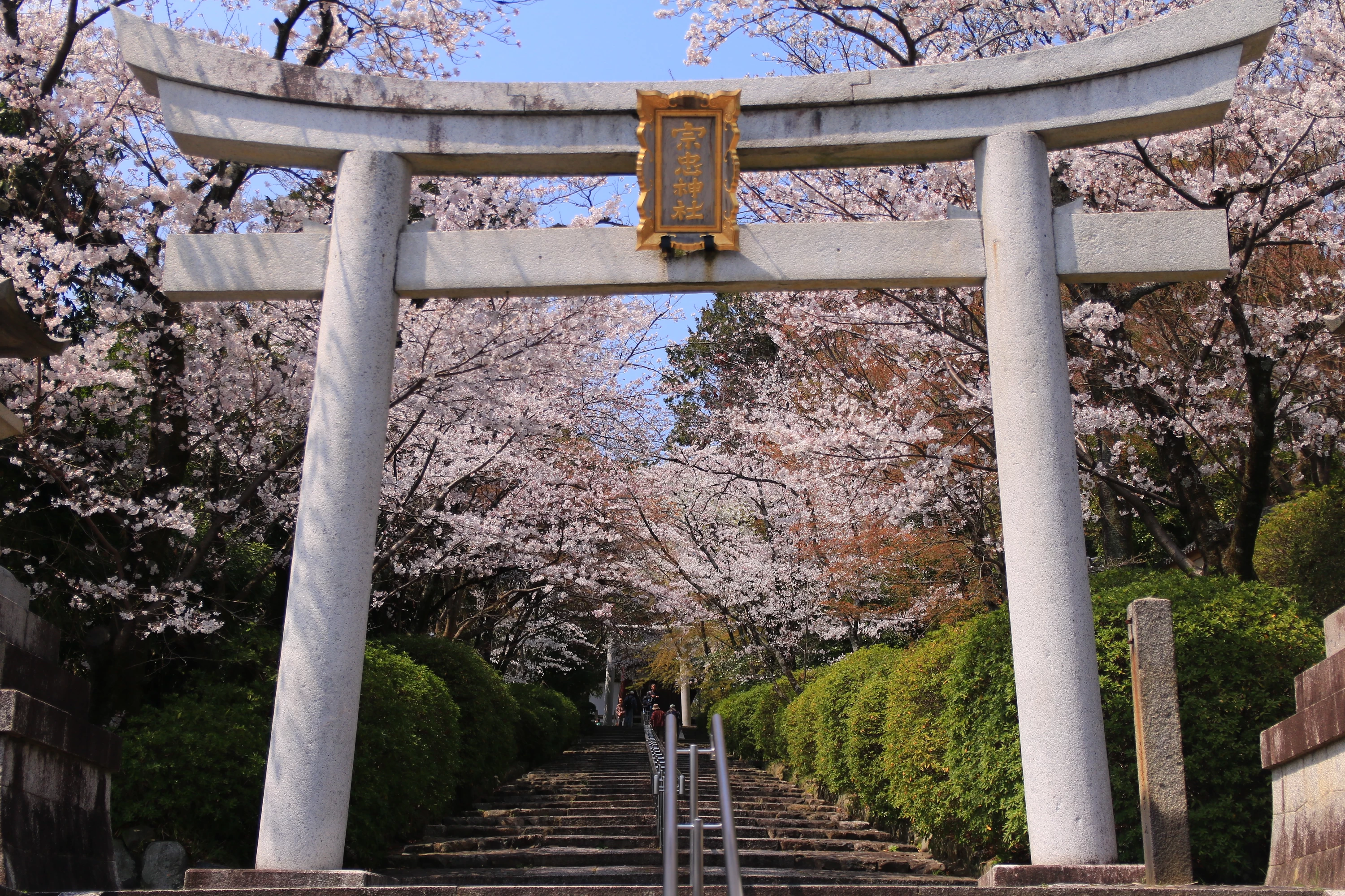 宗忠神社の参道の桜並木