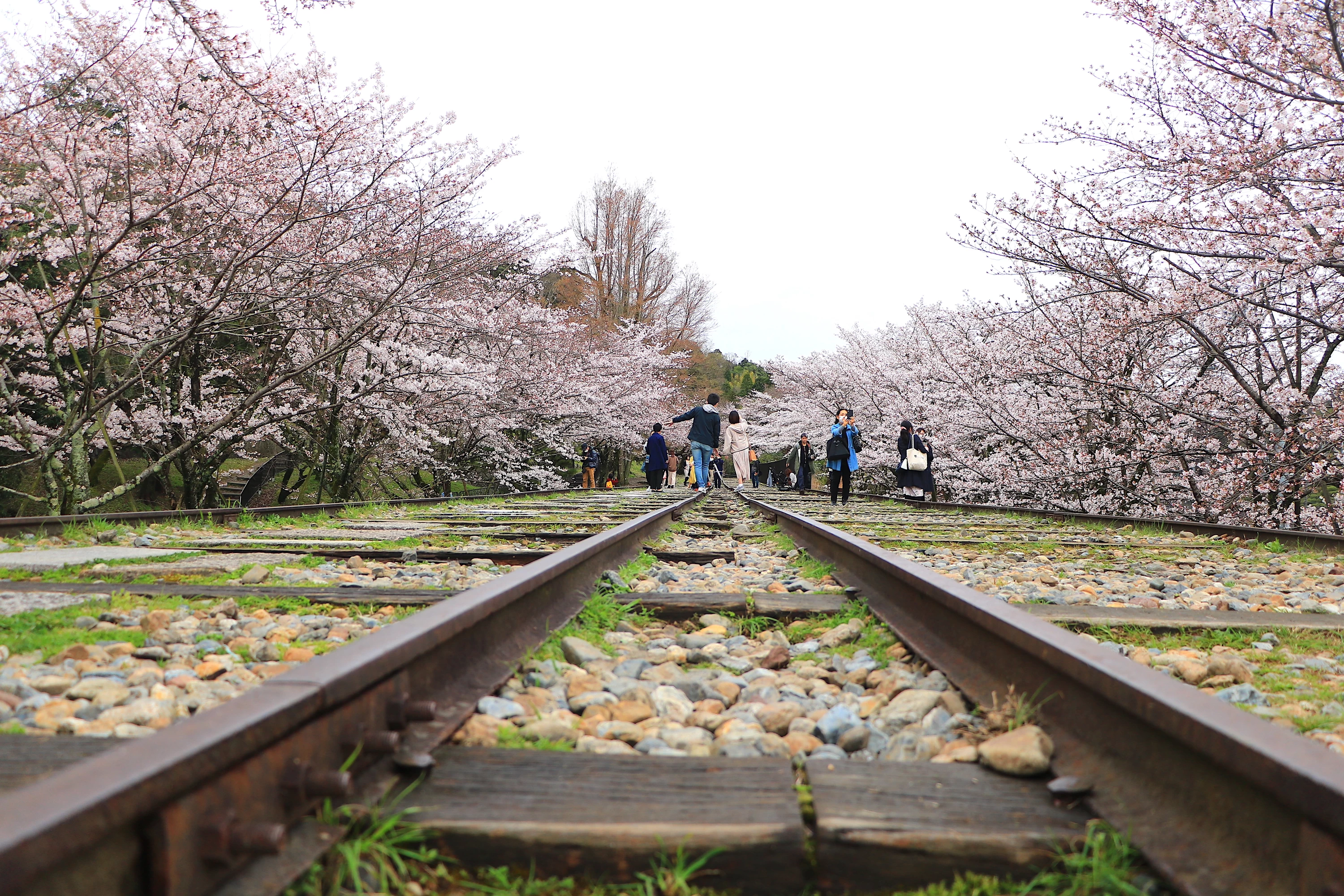線路の先に桜を眺めるのも一興
