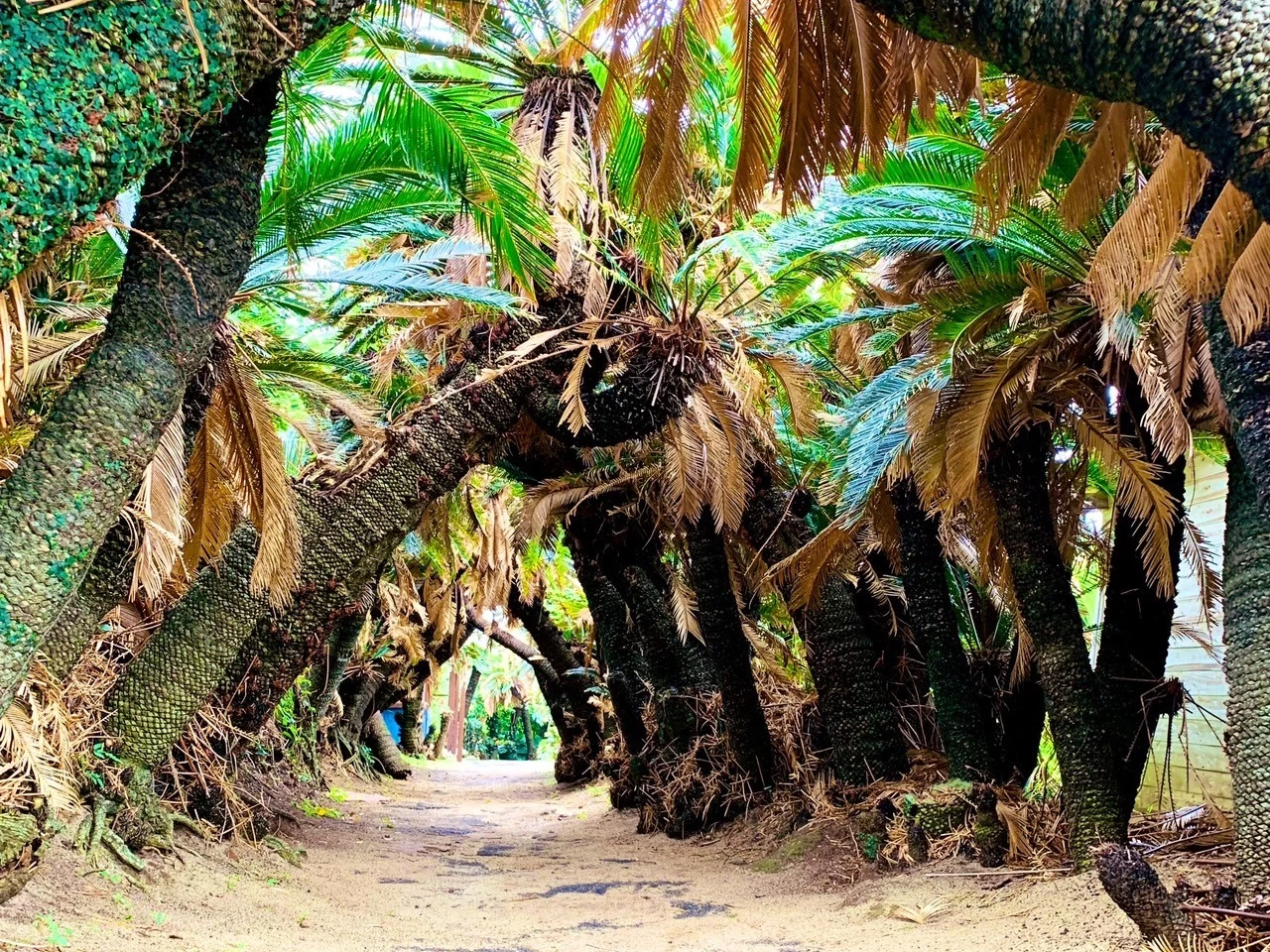 ソテツは沖縄や奄美群島で見られる低木