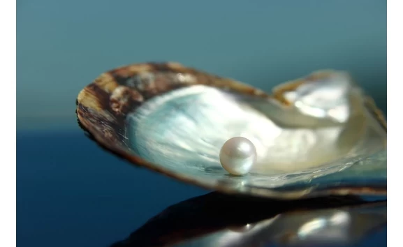 真珠とアコヤガイ