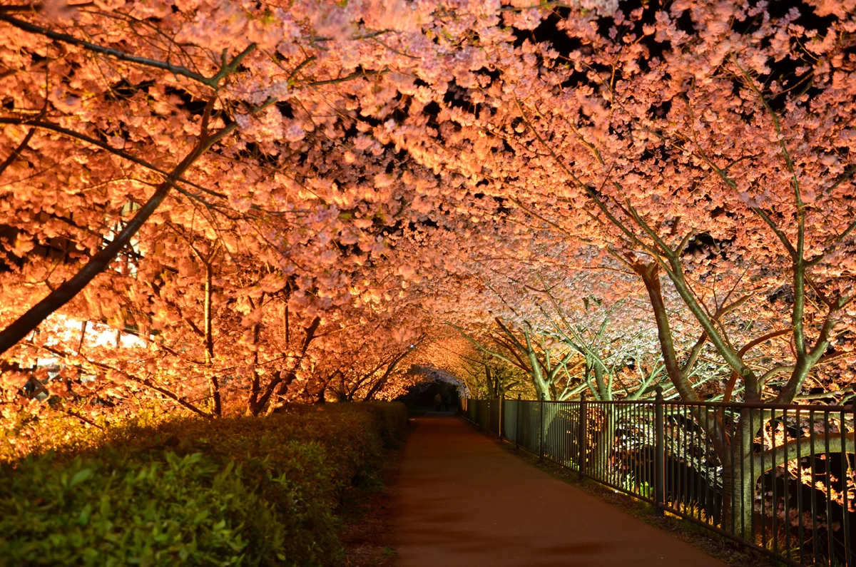 ライトアップされた桜のトンネル