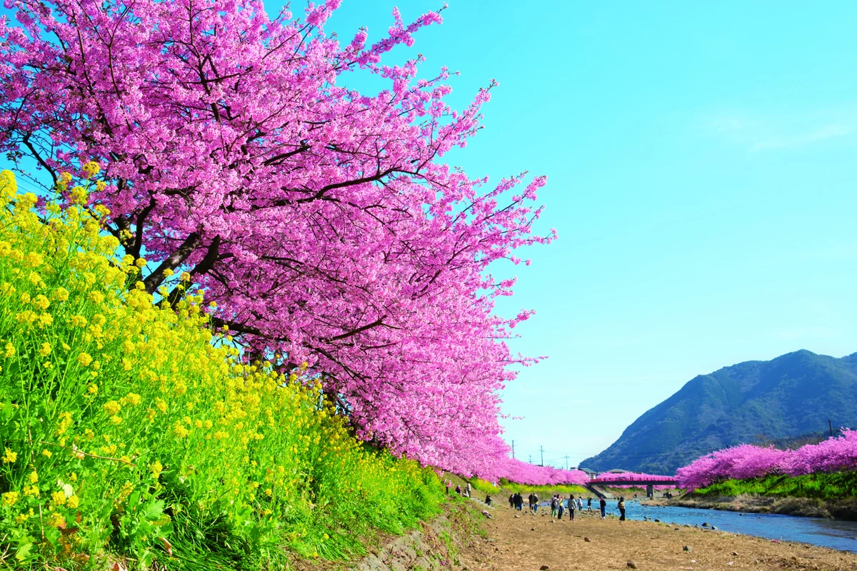 桜と菜の花の共演