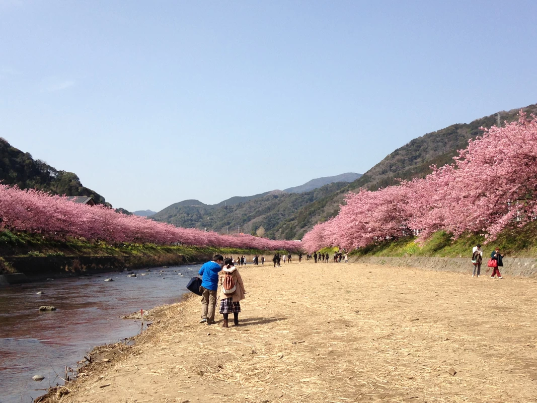 田中親水公園下では河原に降りて桜を見上げる