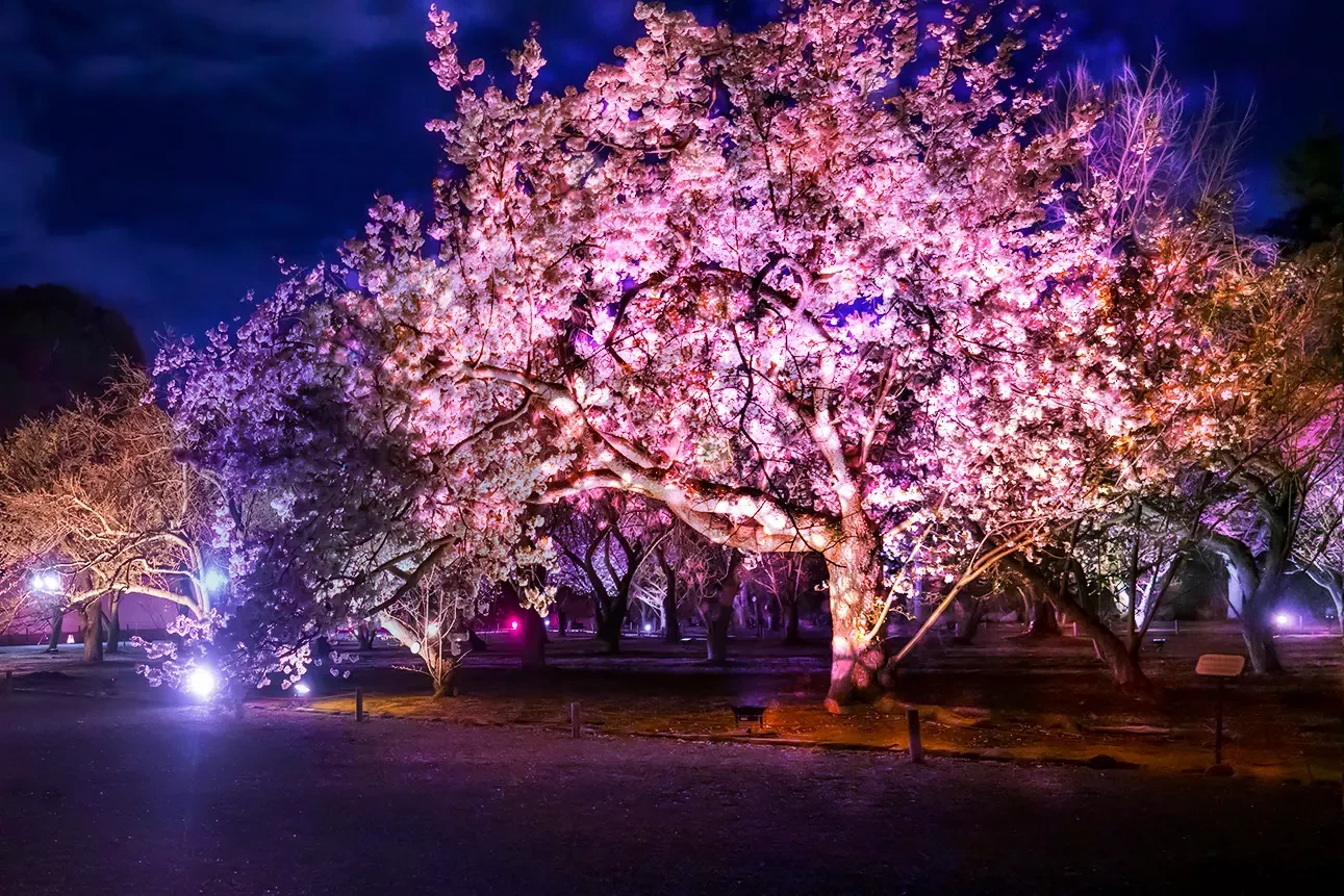 桜の園  桜ライトアップ「花かがりの園（はなかがりのその）」
