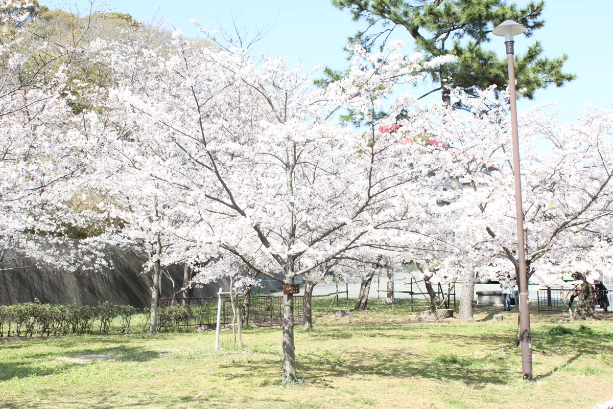 約3,200本の桜が咲く広い公園