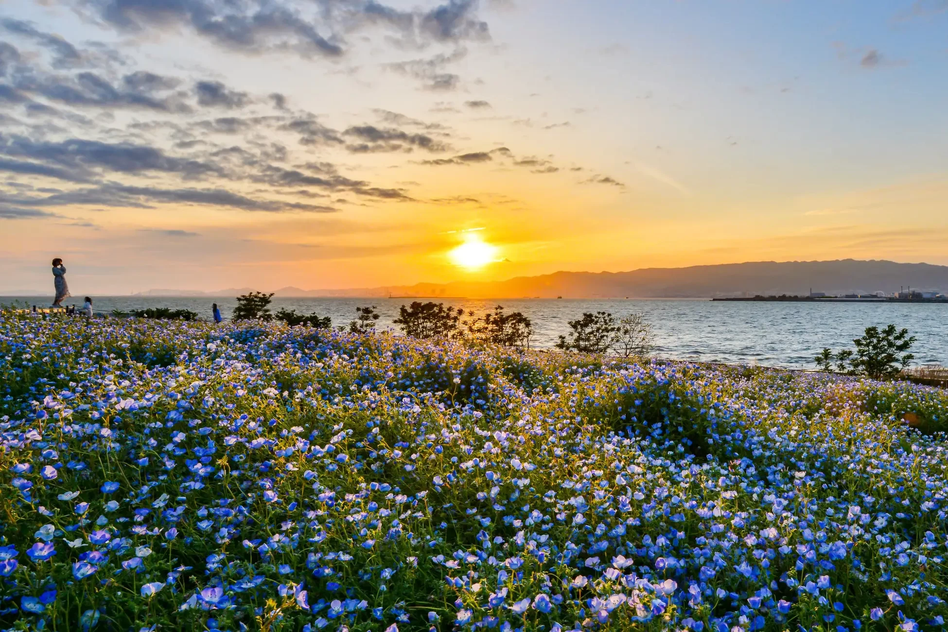 夕陽に輝くネモフィラ