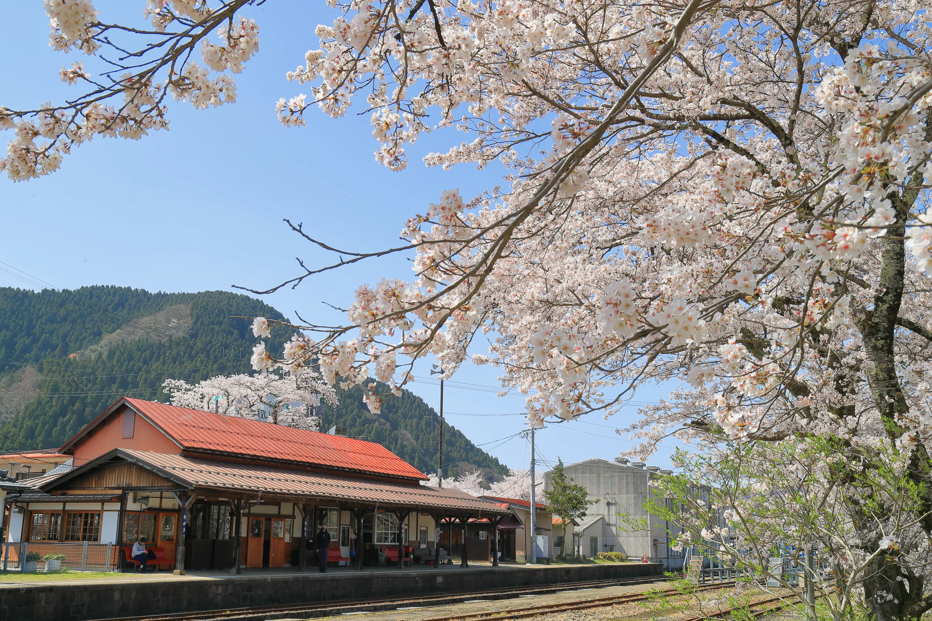 桜が美しい駅