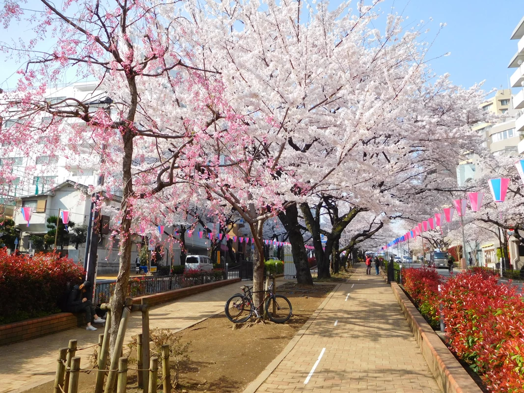 文京さくらまつり②