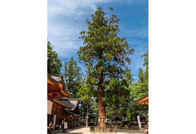 樹齢500年以上といわれる「孝養杉」