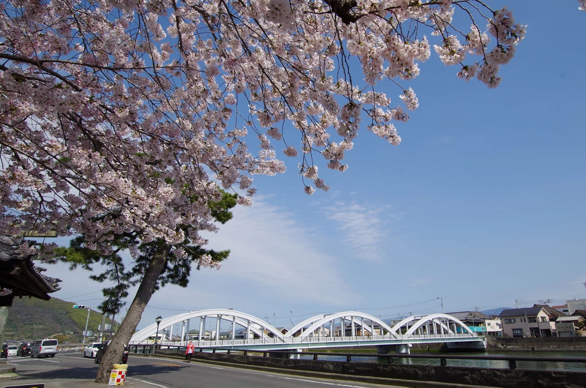 三架橋の桜