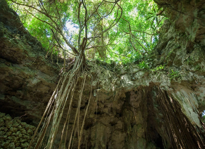 生命の神秘をたどる旅「ガンガラーの谷」