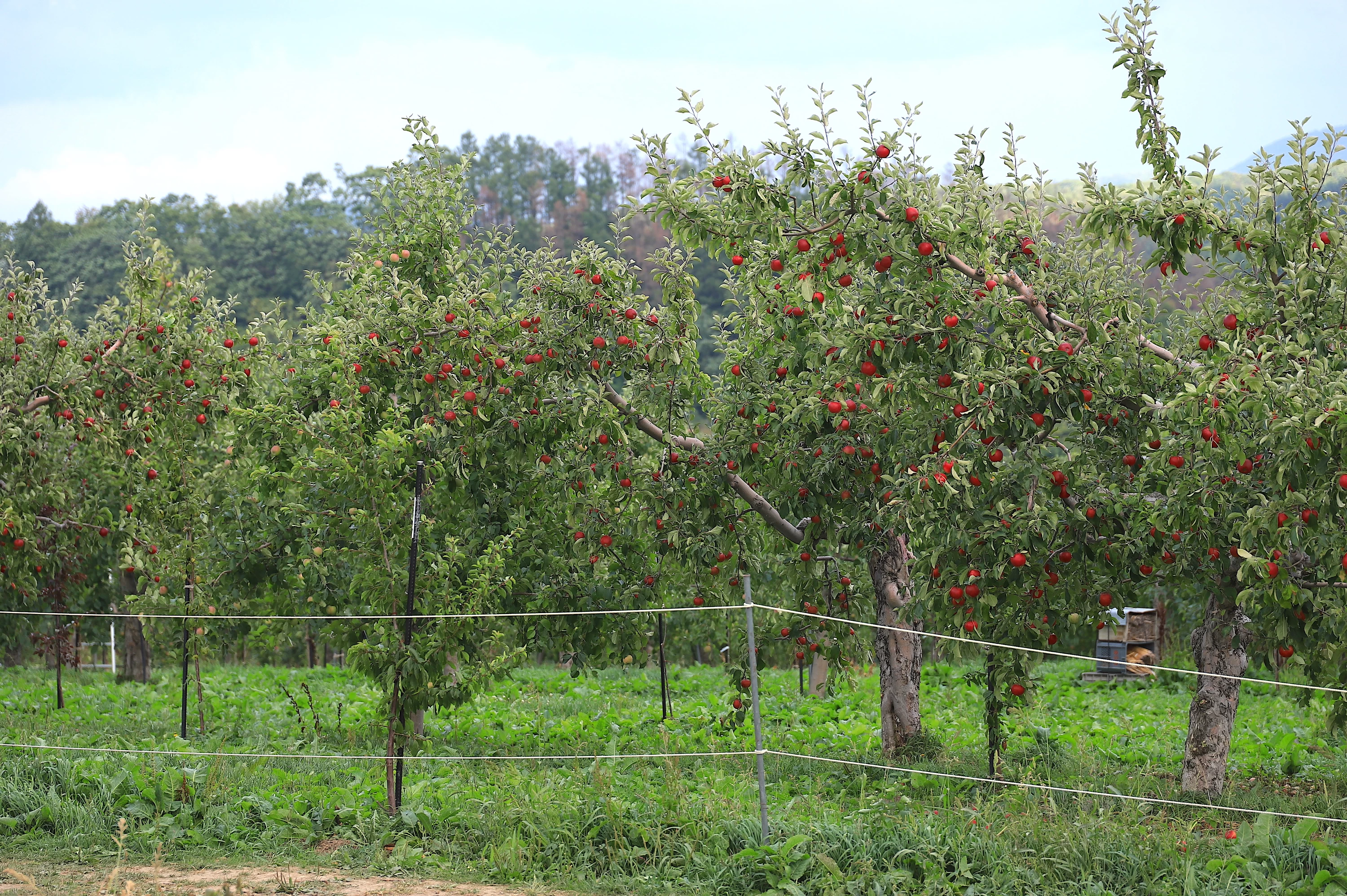 余市を代表する果物・リンゴ（現地にて撮影）