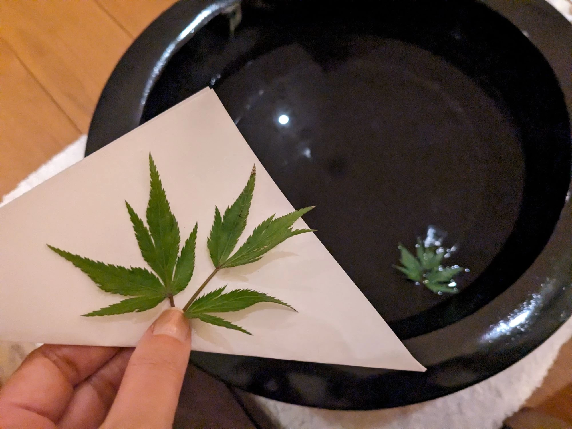 大和当帰を浮かべた足湯