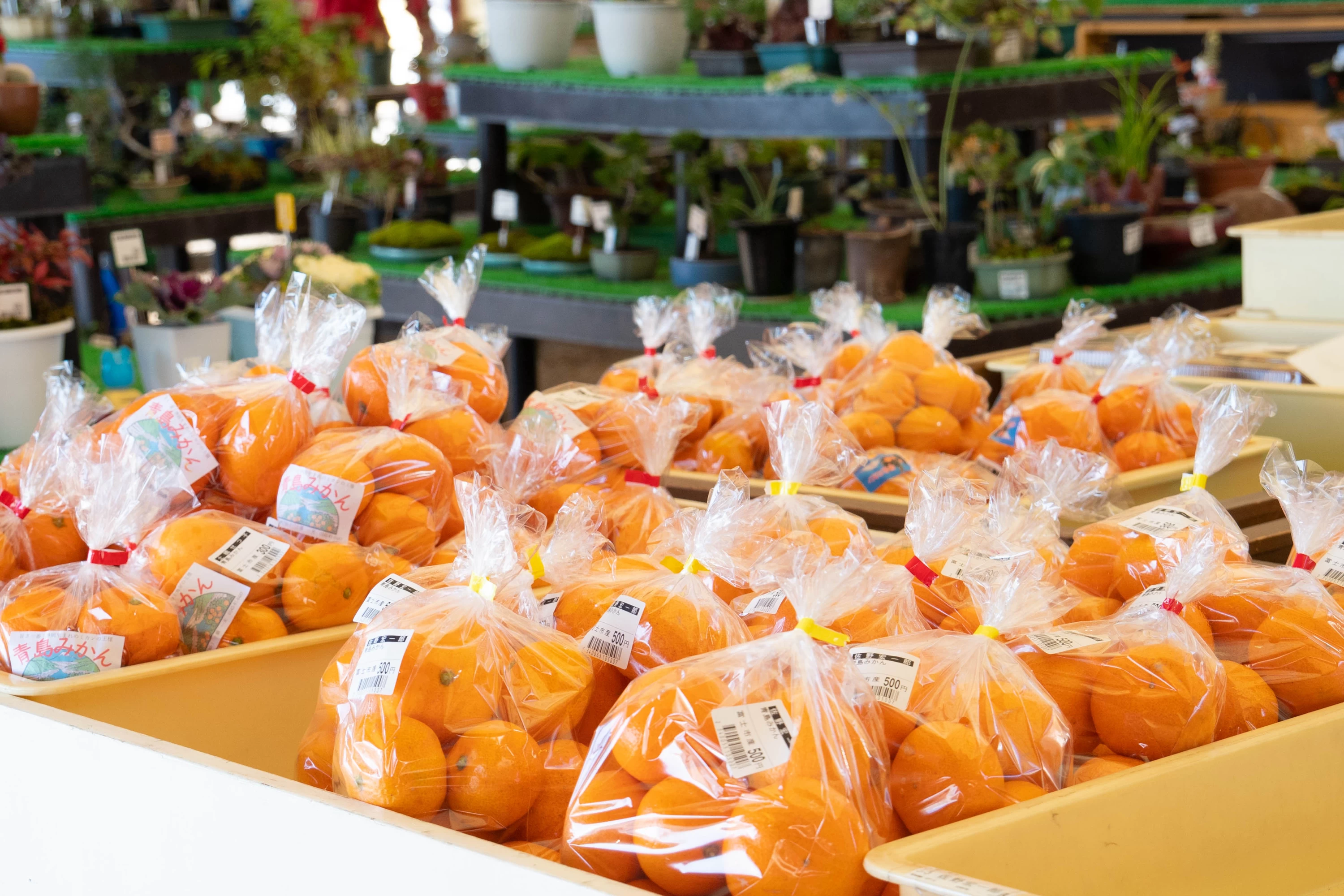 「ふじのくに楽座市場」には契約農家から毎朝届けられる新鮮野菜や柑橘類が届く（年中無休）
