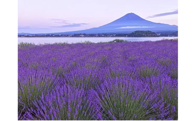 満開のラベンダー畑