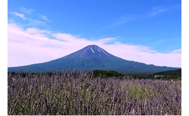 ラベンダーと富士山