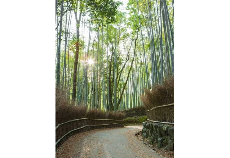 竹林の道