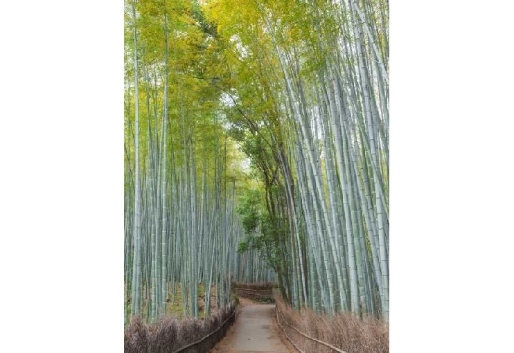 竹林の道
