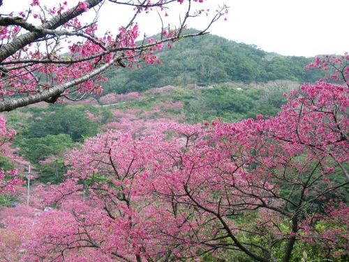 桜の様子