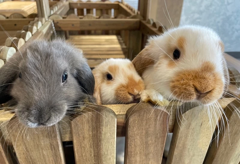 動物たちの生態を五感で学ぶプログラム