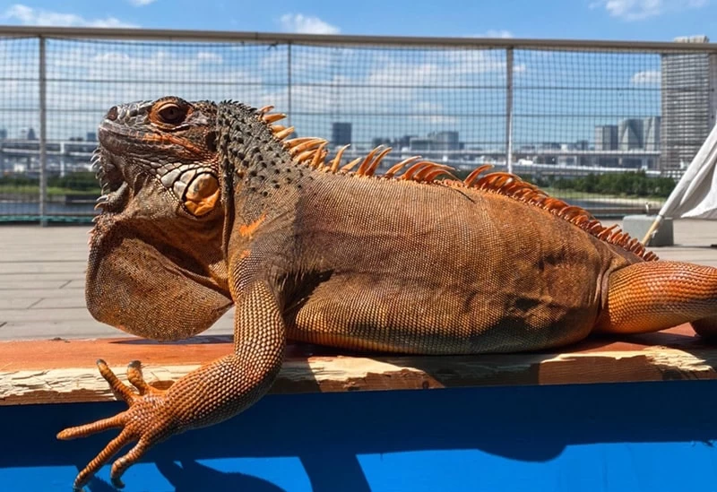 めずらしい動物とも間近でふれあえる