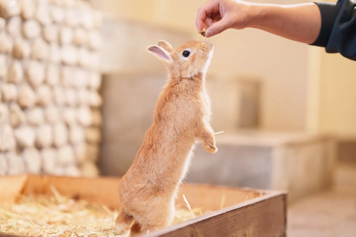 小動物と触れ合える