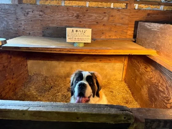 人懐っこいワンちゃん