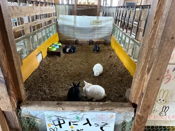 ウサギ小屋