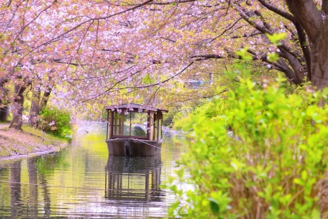 桜に包まれる春