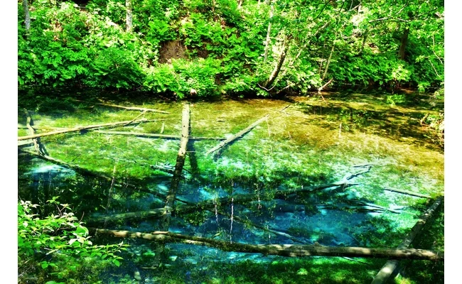 森の中にひっそりとある池